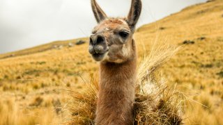 Les animaux typiques du Pérou